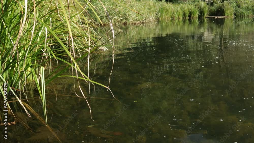 Wild-ducks swim along the river. Spring day Wild-ducks swim along the river. Spring day