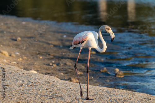 Flamingos at Ras al Khor Natural reserve, located in Dubai, United Arab Emirates. 