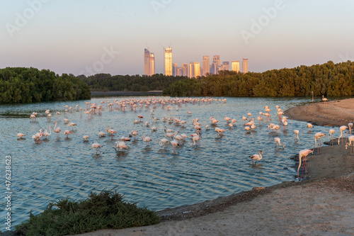 Flamingos at Ras al Khor Natural reserve, located in Dubai, United Arab Emirates. 