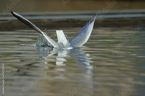 Close up photos of a seagull in the seawater in Dubai Marina, United Arab Emirates. 