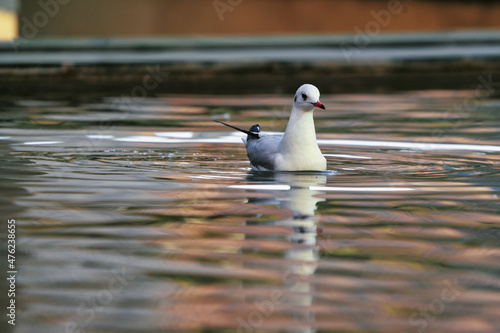 Close up photos of a seagull in the seawater in Dubai Marina, United Arab Emirates. 