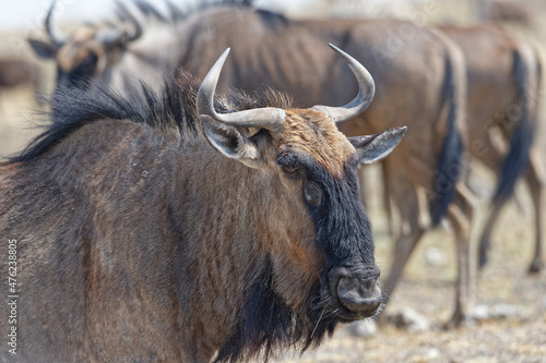 Gnu mit 4 Augen