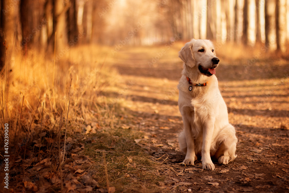 golden retriever dog