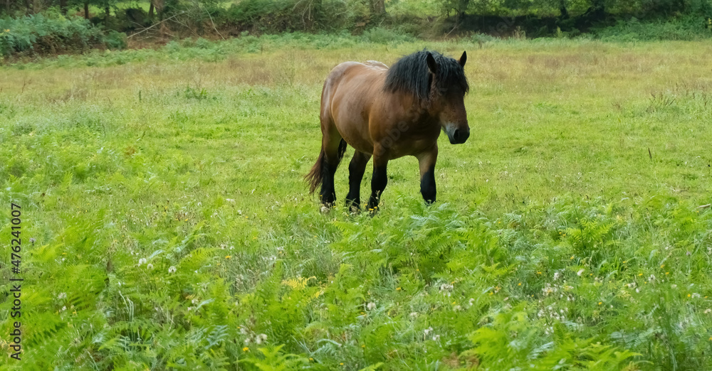Fototapeta premium Brown horse with big mane in green meadow. Asturias. Spain