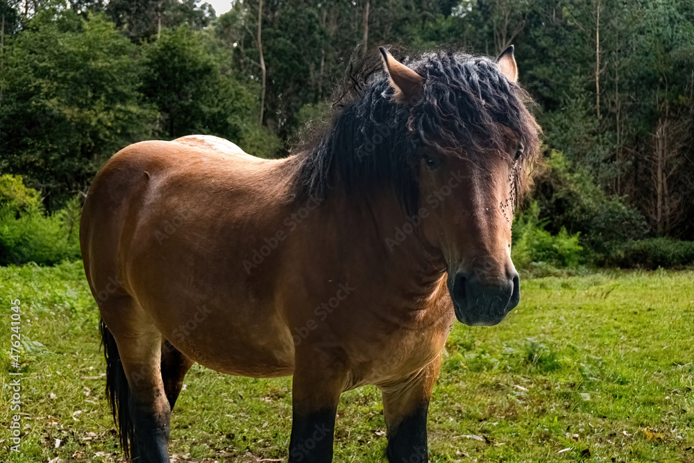 Fototapeta premium Brown horse with big mane in green meadow. Asturias. Spain