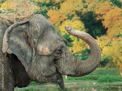 A portrait of an elephant amusingly throwing hay over its head with its trunk. Profile view