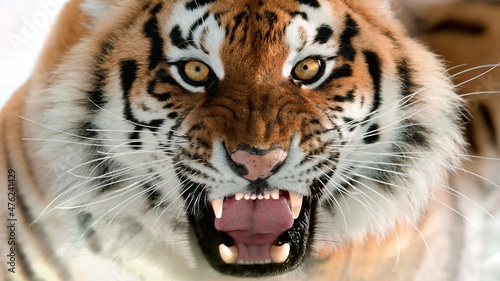 Fotografie, Obraz tiger in the wild