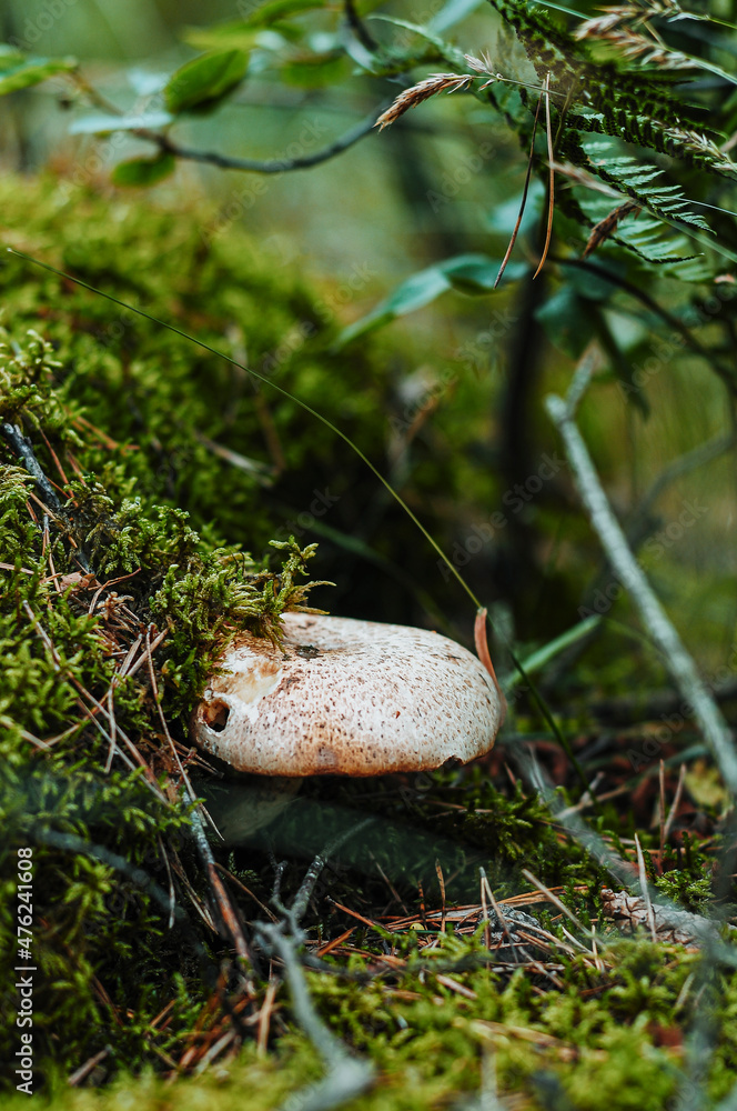 forest flora
forest flora