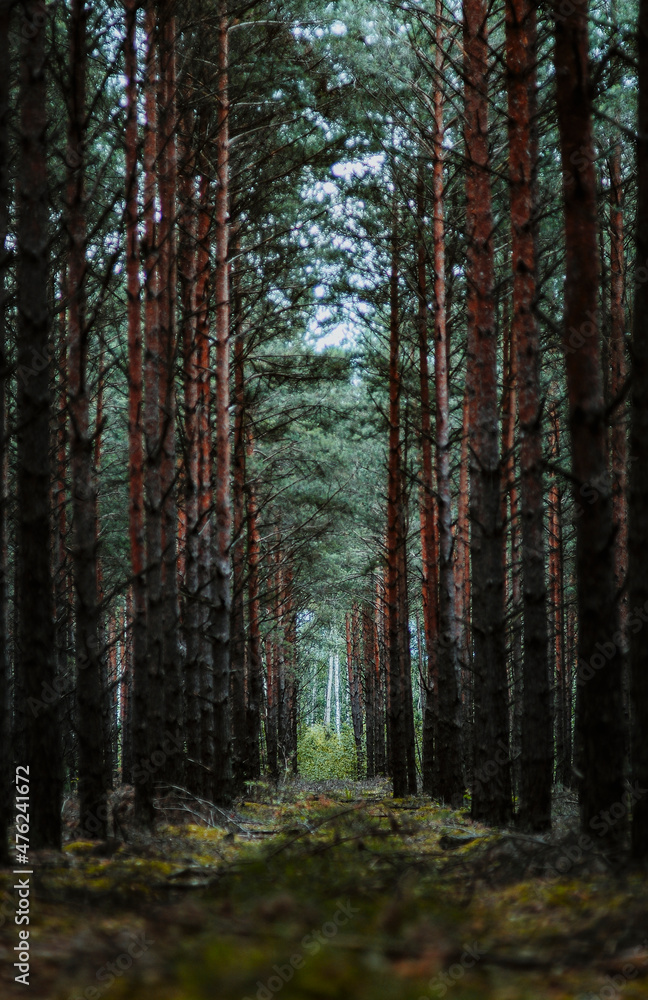 Fototapeta premium forest flora 