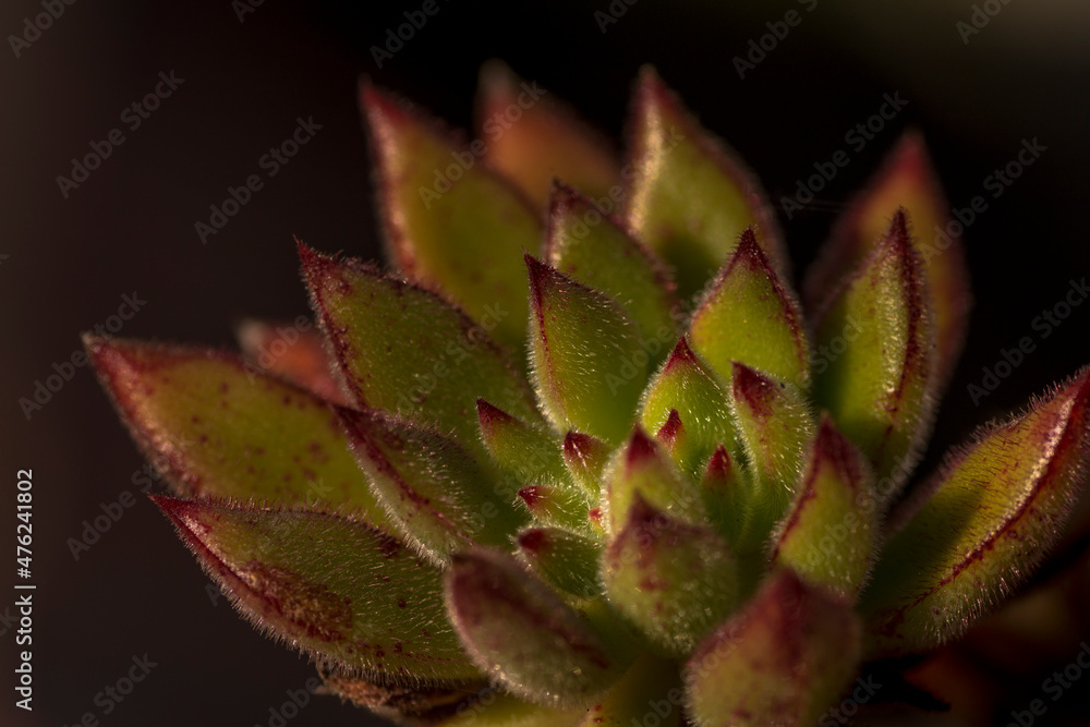 Close up macro photography of a sempervivum montanum plant, siempreviva, crassulaceae. Buenos Aires, Argentina Close up macro photography of a sempervivum montanum plant, siempreviva, crassulaceae. Buenos Aires, Argentina
