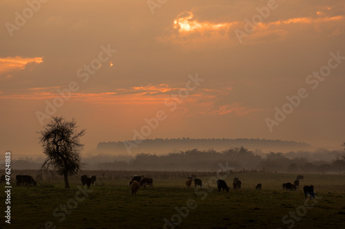 Cows eating grass at sunset in Argentina  s countryside  pampa h  meda  Buenos Aires. 