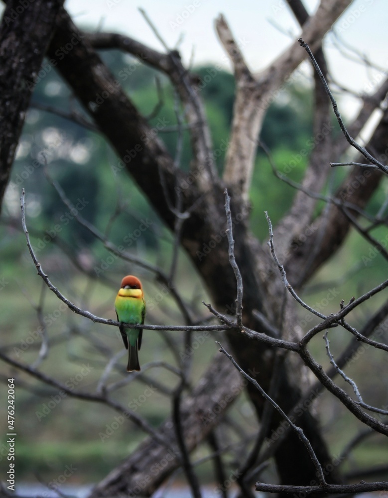 chestnut headed bee eater birds on tree branch chestnut headed bee eater birds on tree branch