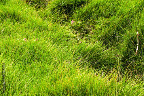 Rolling grass close-up and flowers in the park