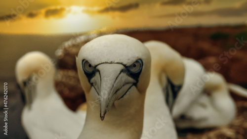Photography Bass Gannets on Helgoland