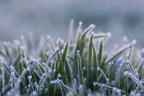 Close-up on grass with frpzen dew.