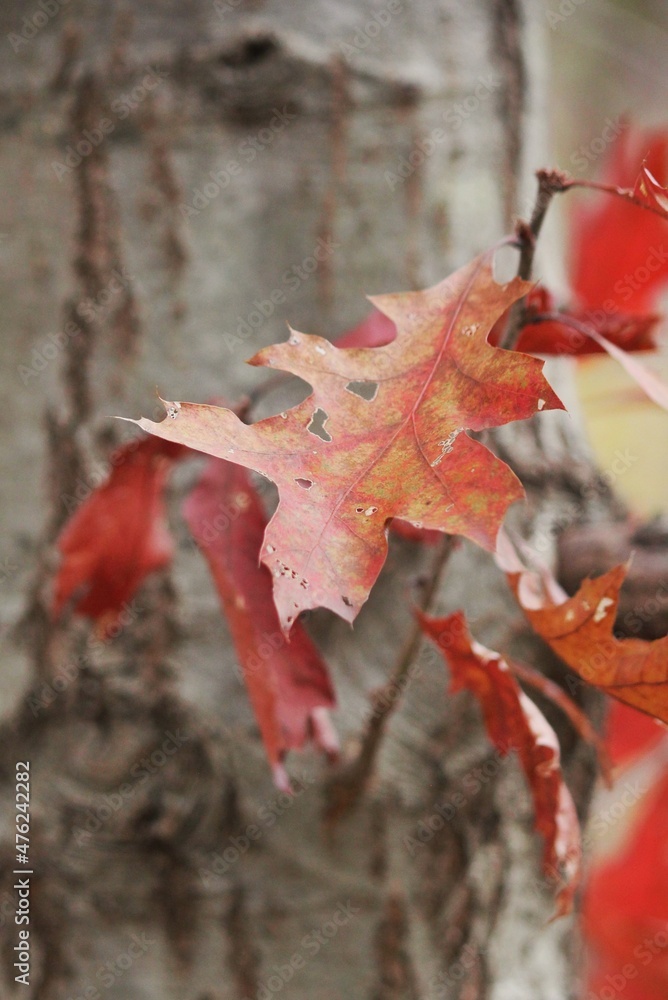 Fototapeta premium red maple leaves