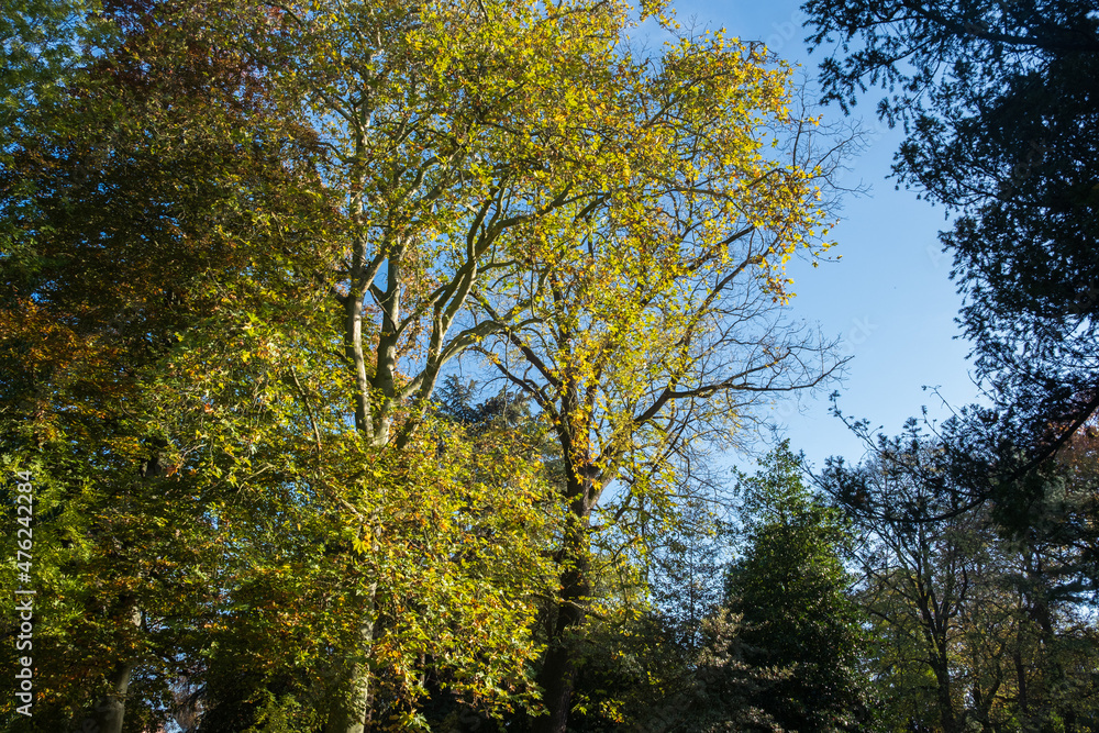 Wind blowing among the leaves and the trees, under a blue sky