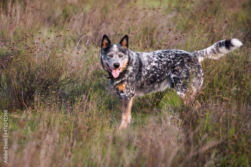 Young male Australian Cattle Dog  Blue heeler  being watchful in the field