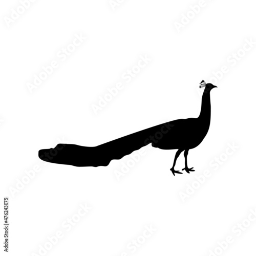 Black silhouette of peacock isolated on white background