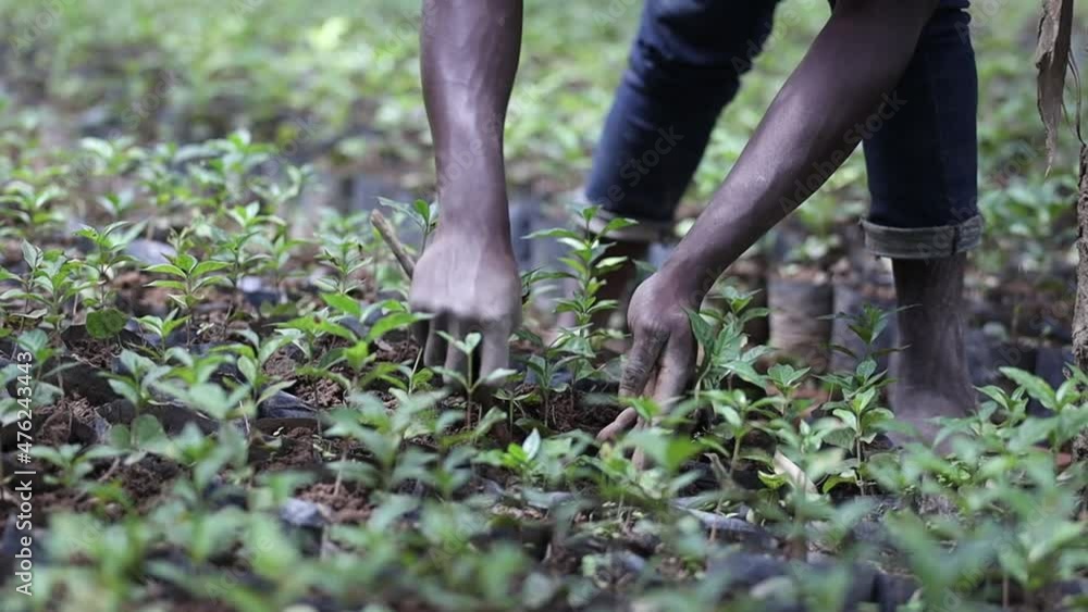 African male worker is taking care of coffee sprouts in mountain. High quality FullHD footage