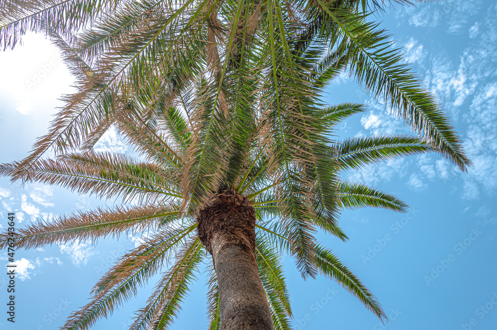 Naklejka premium Palm Tree