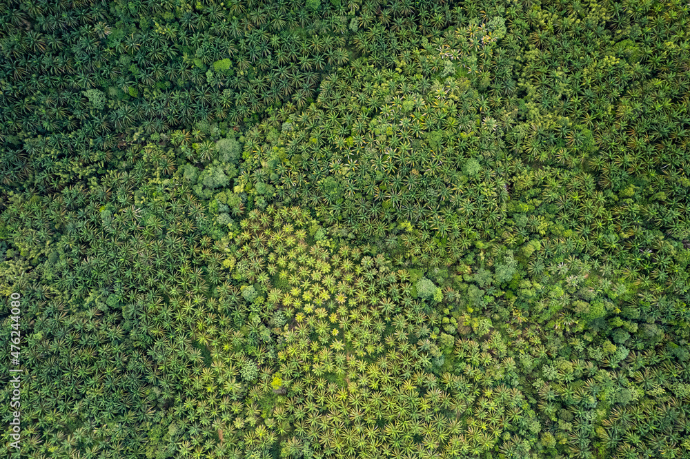 Aerial view of palm oil plantation