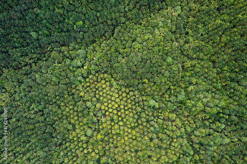 Aerial view of palm oil plantation