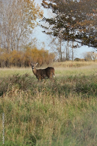 deer in the forest © Lina