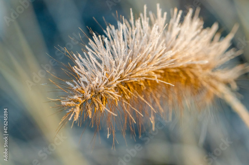 frozen leaves