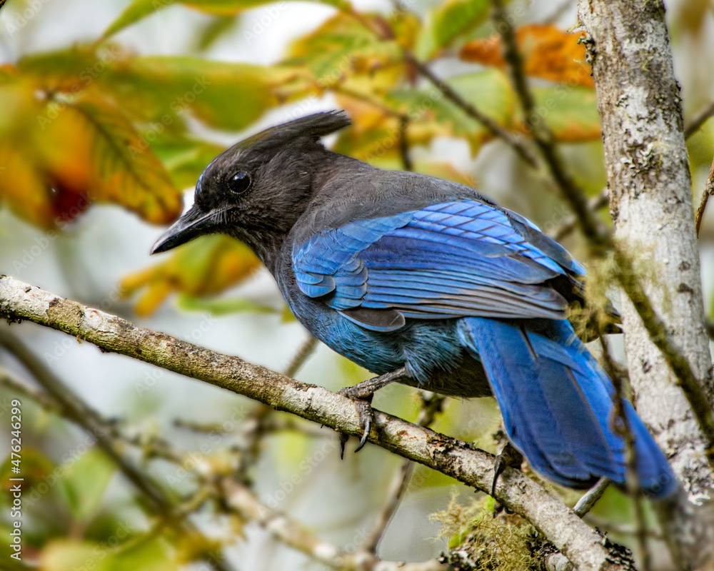 Selective focus shot of Steller's jay bird perched on a tree branch
