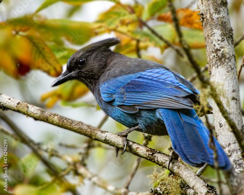 Fotografie, Obraz Selective focus shot of Steller's jay bird perched on a tree branch