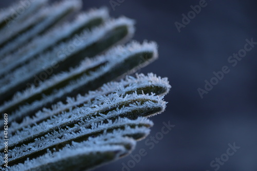 Frosted palm leaf