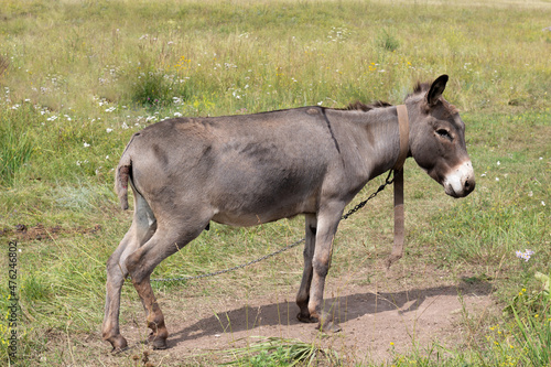 Portrait of a donkey or ass tied on a chain in a summer field on farm © Вера Тихонова