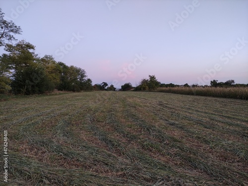 Field with cut grass in evening