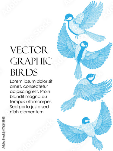 Vector illustration of a card template with graphic linear birds tits