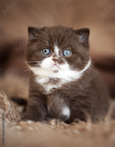 Imposant und edel _ Britisch Kurzhaar Katze Kitten Kater Odd eyed photo