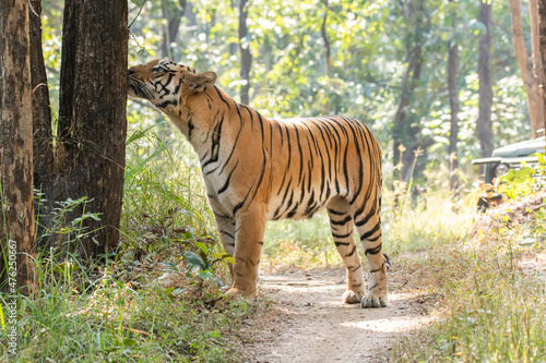 A female tigress walking head-on towards the photographer inside Pench tiger reserve during a wildlife safari