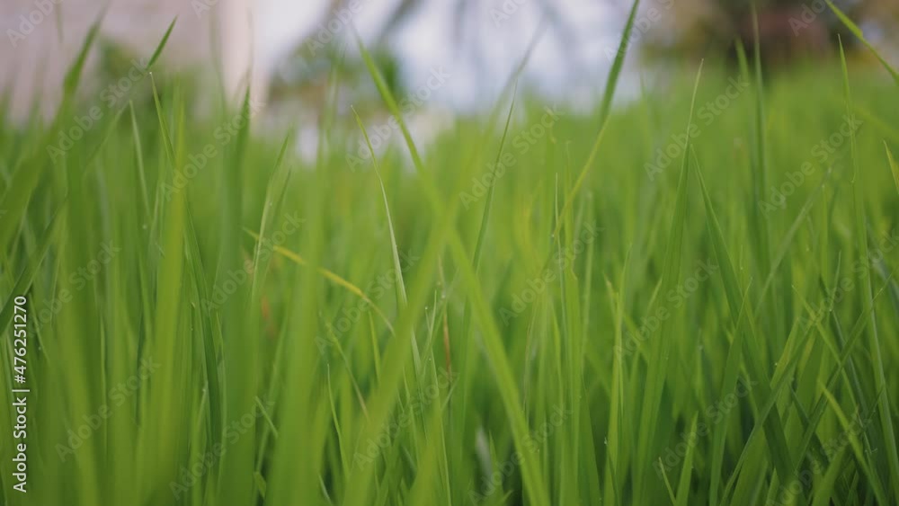 Close Up Shot of The Grass in Bali Close Up Shot of The Grass in Bali