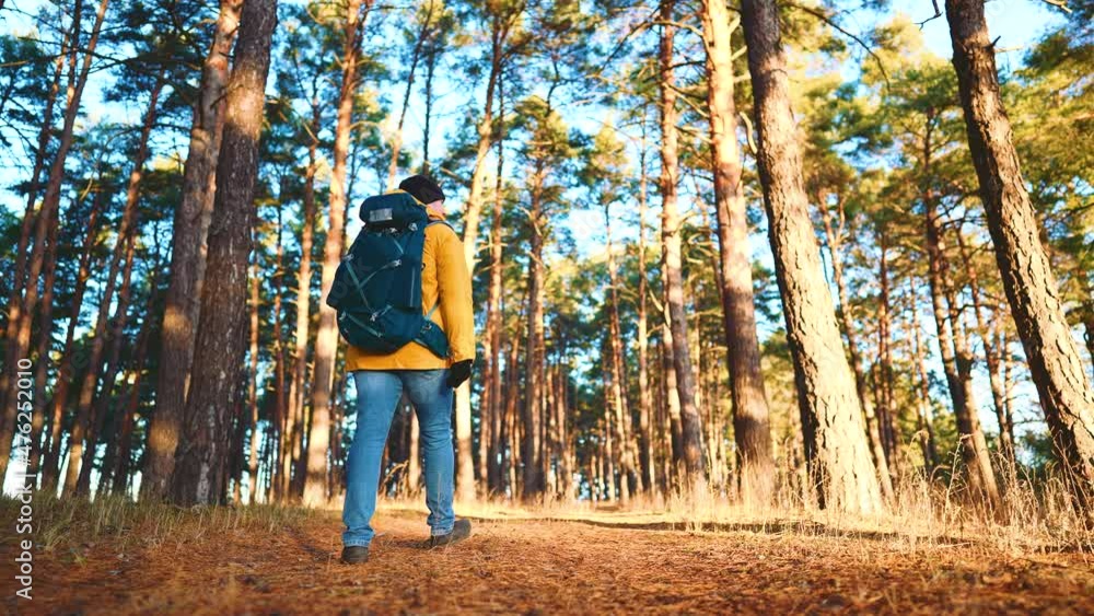 Man backpacker walking on pine forest. Successful man hiker with backpack at sunset time. Travel lifestyle wanderlust concept adventure outdoor vacations wild nature. Man backpacker walking on pine forest. Successful man hiker with backpack at sunset time. Travel lifestyle wanderlust concept adventure outdoor vacations wild nature.