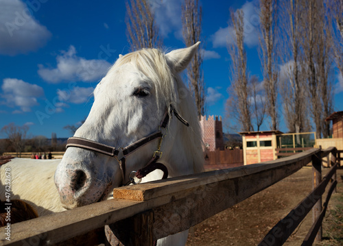 beautiful white horse in the animal pen at the ranch in the village © Aleksandra Iarosh
