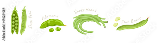 Snow peas, edamame, snake beans, fava beans. Legumes green vegetables, seeds. Flat vector hand drawn illustration.