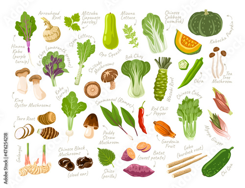 Vegetables, roots, green leaves, mushrooms, fruit set. Exotic asian ingredients for cooking. Fresh vitamin grocery products. Colored flat hand drawn vector illustrations.
