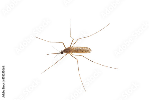Mosquito isolated on white background, Culiseta sp. © Danut Vieru
