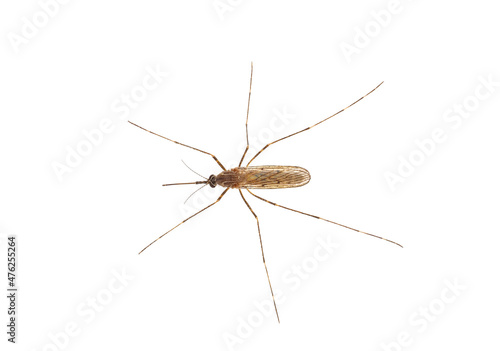 Mosquito isolated on white background, Culiseta sp. photo