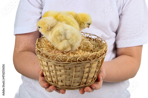 Basket with yellow chickens in the hands of a child