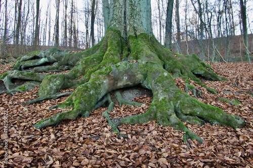 Print op canvas Old big tree root