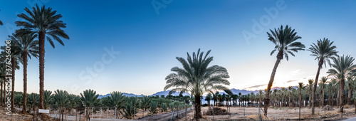 Panorama. Plantations of date palms intended for healthy food production. Agriculture of dates is rapidly developing industry in desert and arid areas of the Middle East