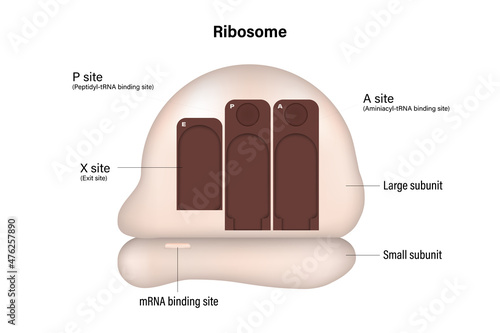 Ribosome structure. Ribosome has an mRNA binding site and three tRNA binding sites. photo