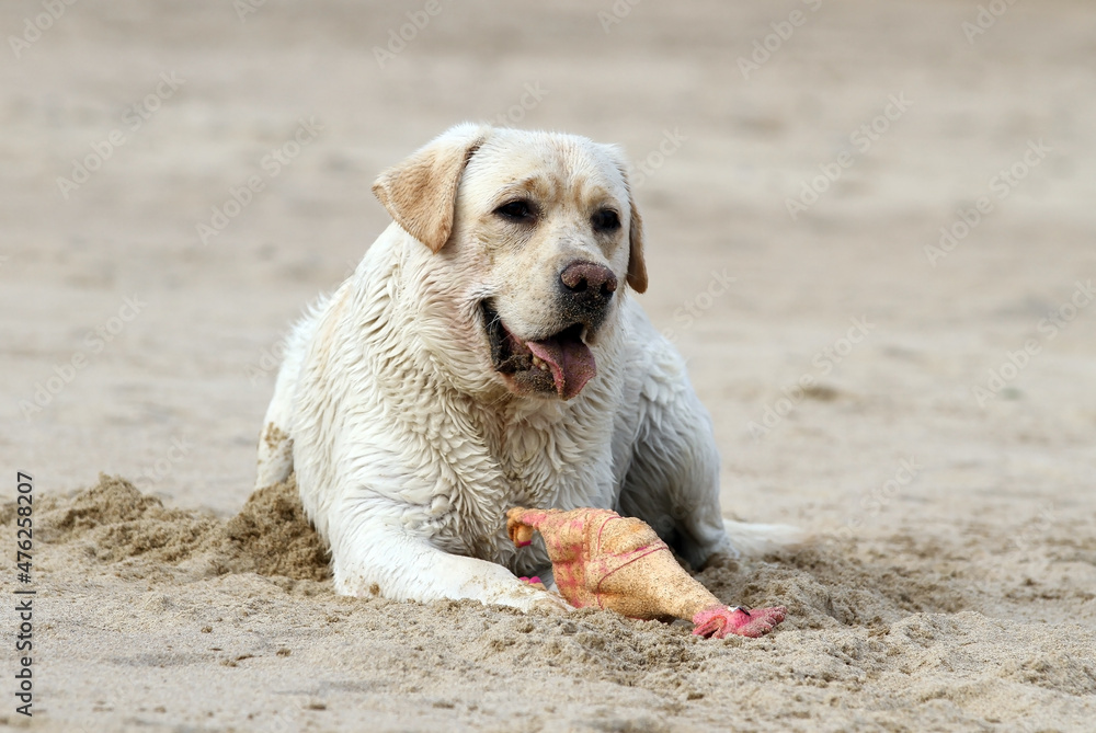 a yellow labrador playing at the seashore