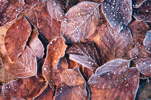 Vollbildansicht von braunen gefrorenen Blättern im Winter